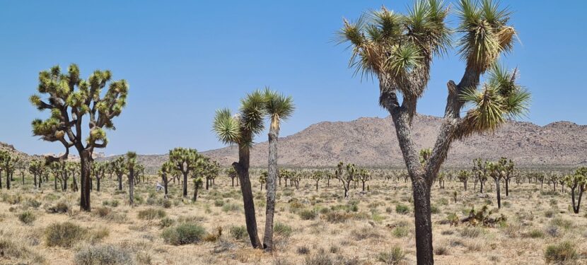 Tag 4 – Sonntag, 28.05.2023: Joshua Tree NP und Weiterfahrt nach Blythe Tag 4 – Sonntag, 28.05.2023: Joshua Tree NP und Weiterfahrt nach Blythe