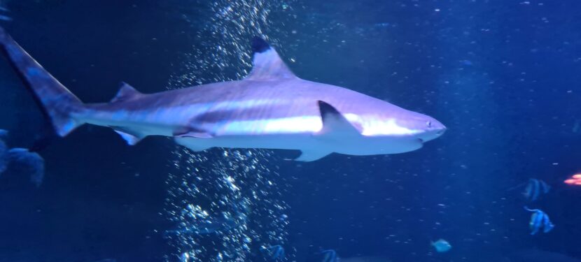 Tag 5 – Freitag 31.05.2024: Hai und Hirsch