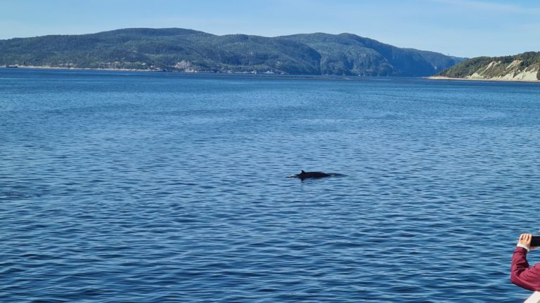 Tag 12 – Freitag 12.09.2025: Wale und Seelöwen. Tadoussac