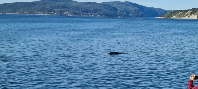 Tag 12 – Freitag 12.09.2025: Wale und Seelöwen. Tadoussac